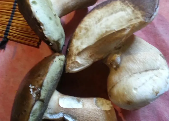 Bergerie De Lagarrigue Baladou