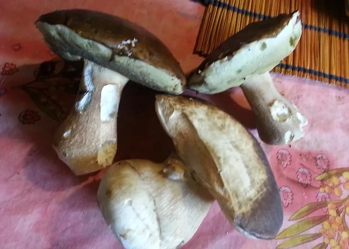 Nocleg ze śniadaniem Bergerie De Lagarrigue