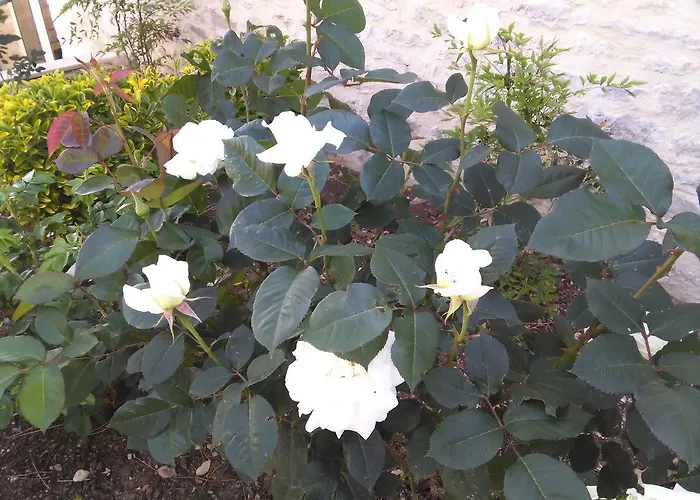 Bergerie De Lagarrigue Nocleg ze śniadaniem 3*