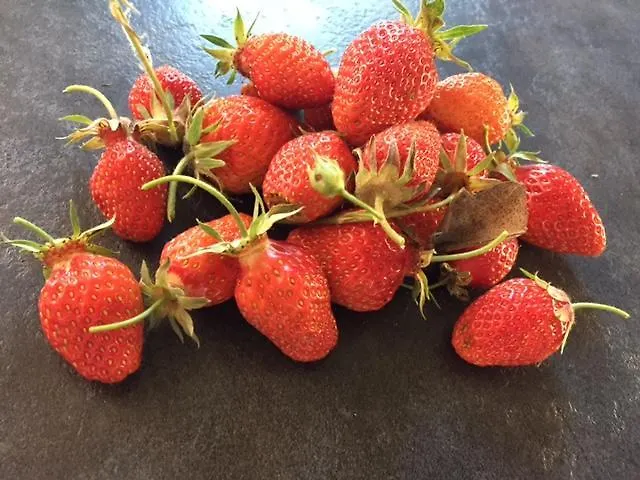 Bergerie De Lagarrigue Nocleg ze śniadaniem 3*