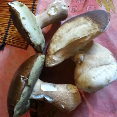 Bergerie De Lagarrigue Baladou