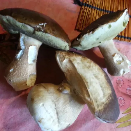 Bed & Breakfast Bergerie De Lagarrigue