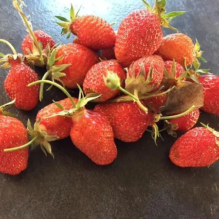 Bergerie De Lagarrigue Bed & Breakfast 3*